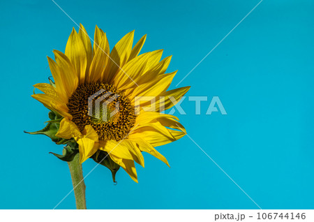 Yellow Sunflower on the blue background 106744146