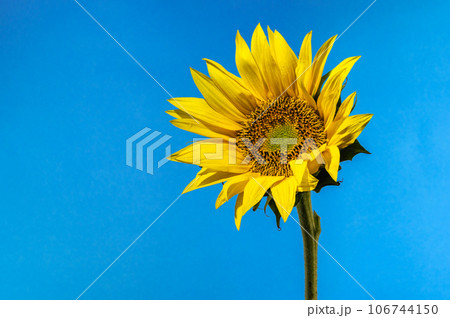Yellow Sunflower on the blue background Yellow Sunflower on the blue background 106744150