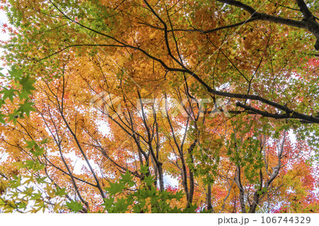 紅葉したモミジ 106744329