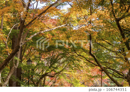 紅葉した木々 紅葉した木々 106744351