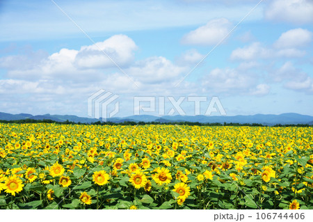 大地に広がるひまわりの花 夏イメージ 北海道 大地に広がるひまわりの花 夏イメージ 北海道 106744406