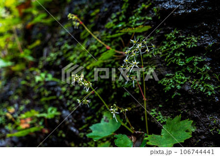 渓流の岩壁で人知れず咲く、ダイモンジソウ(大文字草) 106744441