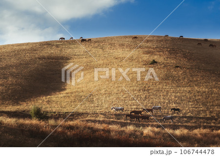 herd of horses graze in valley on hills of meadow in autumn at sunset herd of horses graze in valley on hills of meadow in autumn at sunset 106744478