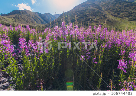 blooming chamaenerion angustifolium willow herb in field in summer blooming chamaenerion angustifolium willow herb in field in summer 106744482