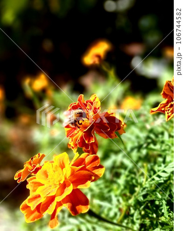 Colorful flower in the garden 106744582