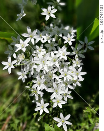 Wild flowers are white and on the background of green, juicy grass 106744583