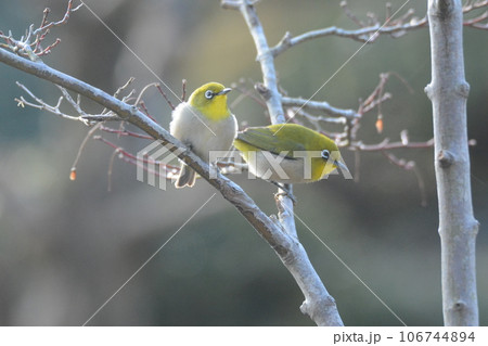 モミジの木にとまるメジロつがい 106744894