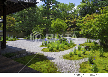 京都 廬山寺(ろざんじ)の源氏庭 桔梗の花 京都 廬山寺(ろざんじ)の源氏庭 桔梗の花 106745092