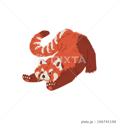 Cute red panda cartoon flat vector illustration, chinese animal pulls up, character from wild forest, fluffy red panda 106745199