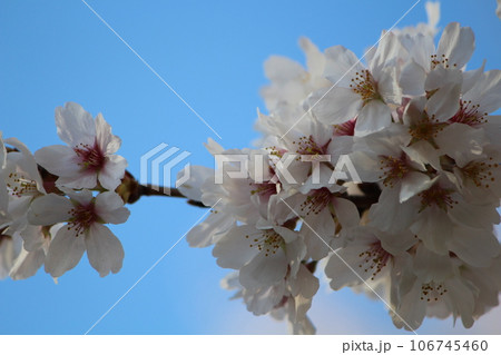 桜と青空 106745460