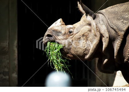 餌を食べるインドサイ 餌を食べるインドサイ 106745494