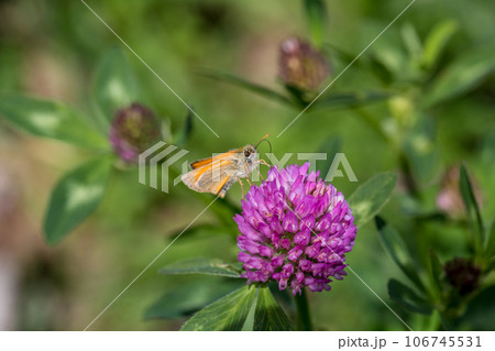 butterfly on a flower. beautiful lady butterfly Vanessa cardui, red clover, close-up 106745531