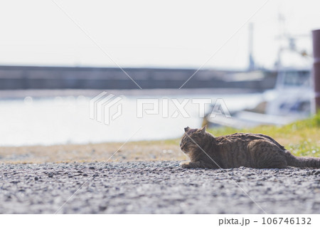 地域猫 地域猫 106746132