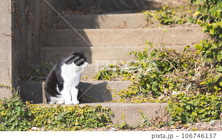 地域猫 106746137