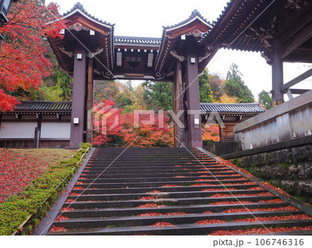雨上がりの紅葉 雨上がりの紅葉 106746316