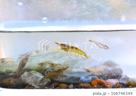 ときがわ町の都幾川で子供たちが網で取った清流に生息する小魚と川エビの生態写真 106746349
