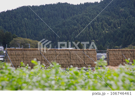 秋晴れの青空と田園風景 106746461