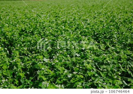 秋晴れの青空と田園風景 106746464