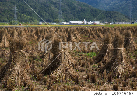 秋晴れの青空と田園風景 秋晴れの青空と田園風景 106746467