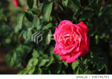 荒尾市 おもやい市民花壇 バラの花、 荒尾市 おもやい市民花壇 バラの花、 106746765