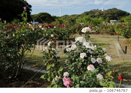 荒尾市 おもやい市民花壇 バラの花、 荒尾市 おもやい市民花壇 バラの花、 106746767