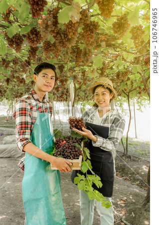 Young Asia Couple farmer holding grapes after harvest from the organic vineyard, healthy fruit concept Young Asia Couple farmer holding grapes after harvest from the organic vineyard, healthy fruit concept 106746965