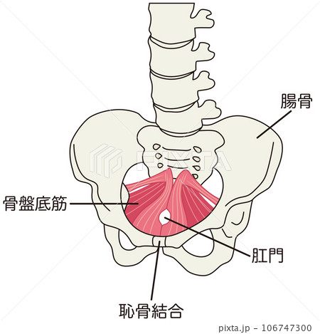 骨盤底筋群 骨盤の筋肉の仕組み 骨盤底筋群 骨盤の筋肉の仕組み 106747300