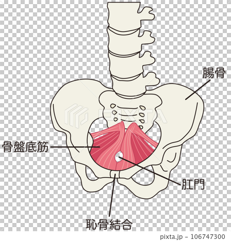 骨盤底筋群 骨盤の筋肉の仕組み 骨盤底筋群 骨盤の筋肉の仕組み 106747300