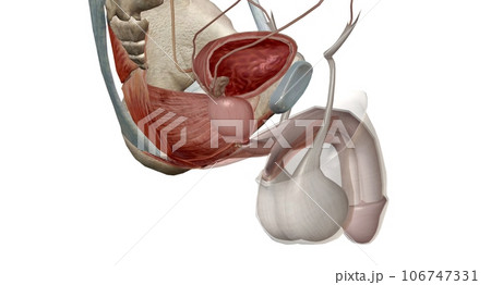 The male urethra connects the urinary bladder to the penis. 106747331