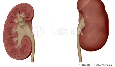 Each kidney consists of an outer renal cortex, an inner renal medulla, and a renal pelvis. 106747333