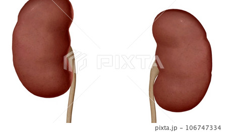 Each kidney consists of an outer renal cortex, an inner renal medulla, and a renal pelvis. Each kidney consists of an outer renal cortex, an inner renal medulla, and a renal pelvis. 106747334