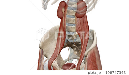 The kidneys are two bean-shaped organs, each about the size of a fist. The kidneys are two bean-shaped organs, each about the size of a fist. 106747348