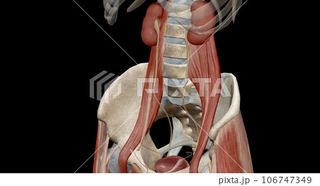 The kidneys are two bean-shaped organs, each about the size of a fist. 106747349