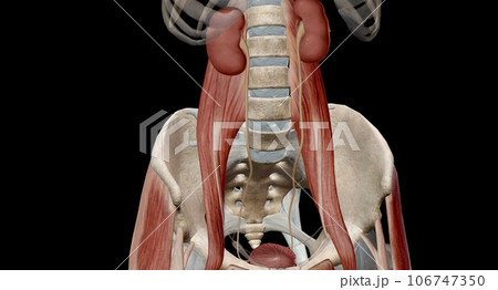 The kidneys are two bean-shaped organs, each about the size of a fist. 106747350