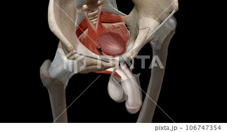 The pelvic floor muscles are located between the tailbone and the pubic bone within the pelvis. 106747354