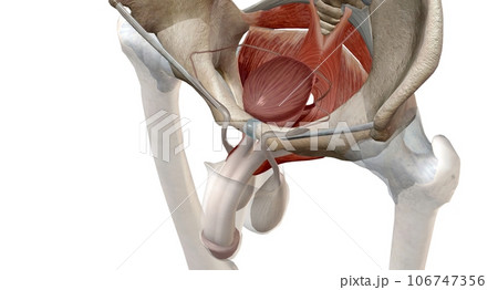 The pelvic floor muscles are located between the tailbone and the pubic bone within the pelvis. 106747356