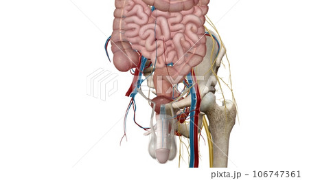 The pelvic region of the trunk is the lower p of the trunk, between the abdo and the thighs. 106747361