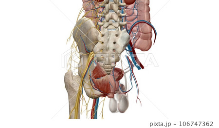 The pelvic region of the trunk is the lower p of the trunk, between the abdo and the thighs. The pelvic region of the trunk is the lower p of the trunk, between the abdo and the thighs. 106747362