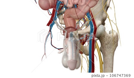 The pelvic region of the trunk is the lower p of the trunk, between the abdo and the thighs. The pelvic region of the trunk is the lower p of the trunk, between the abdo and the thighs. 106747369