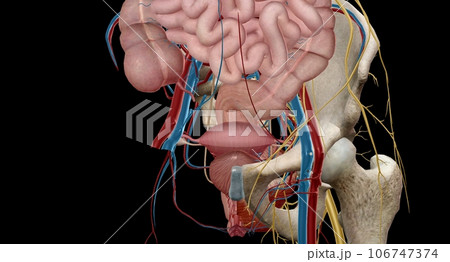 The pelvic region of the trunk is the lower p of the trunk, between the abdo and the thighs. 106747374
