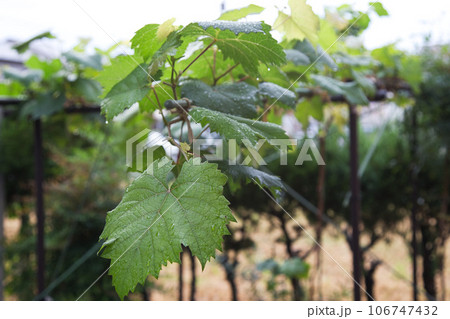 マイぶどうガーデン 106747432