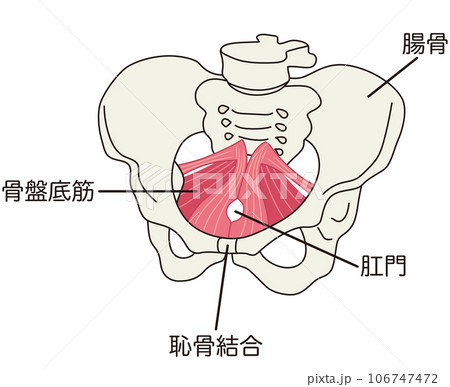 骨盤底筋群　骨盤の筋肉の仕組み 106747472