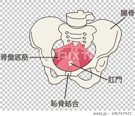 骨盤底筋群　骨盤の筋肉の仕組み 106747472