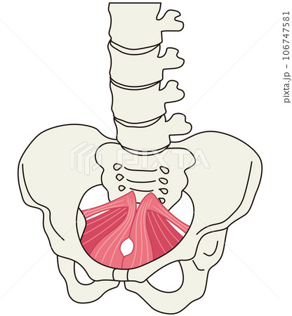 骨盤底筋群 骨盤の筋肉の仕組み 骨盤底筋群 骨盤の筋肉の仕組み 106747581