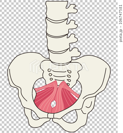骨盤底筋群 骨盤の筋肉の仕組み 骨盤底筋群 骨盤の筋肉の仕組み 106747581