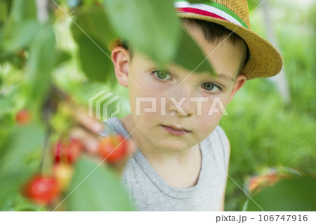 The child is picking cherries in the garden. 106747916