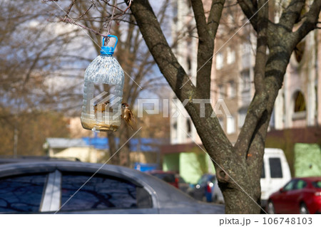 Bird feeder made from a plastic bottle with sparrows in a city yard 106748103