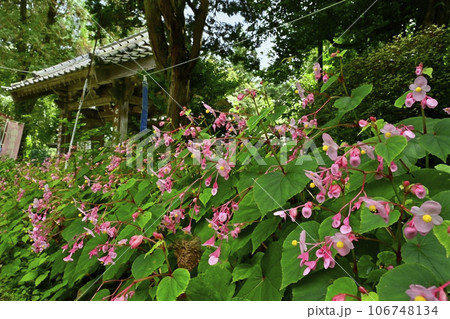 ときがわ町の都幾山慈光寺の四足門に秋海棠の花 106748134