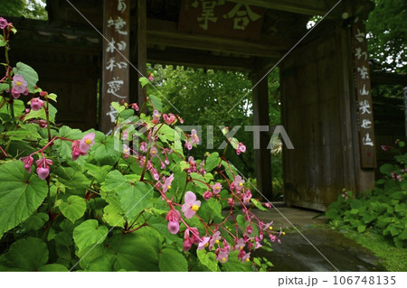 ときがわ町の都幾山慈光寺の四足門に秋海棠の花 106748135