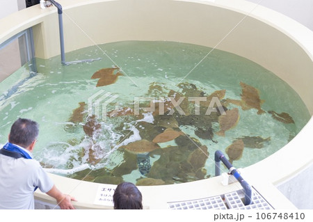 ヒラメの水槽 106748410